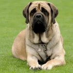mastiff
